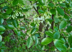 Vaccinium arboreum
