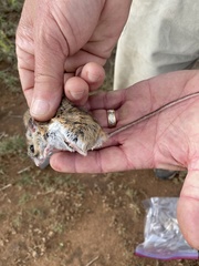 Peromyscus attwateri