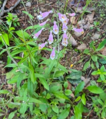 Penstemon