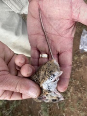 Peromyscus attwateri