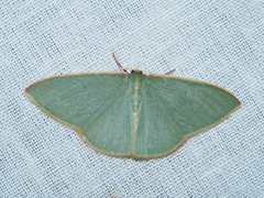 Chlorocoma assimilis