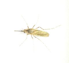 Aedes grossbecki
