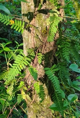 Pleopeltis michauxiana