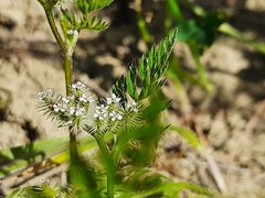 Torilis leptophylla