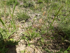 Torilis leptophylla