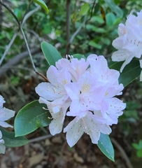 Rhododendron