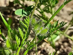Torilis leptophylla