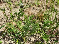 Torilis leptophylla