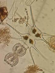 Octacanthium longispinum