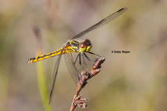 Austrothemis nigrescens