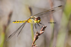 Austrothemis nigrescens
