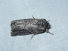 Ectopatria aspera
