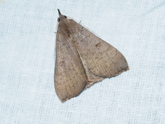 Rhapsa suscitatalis
