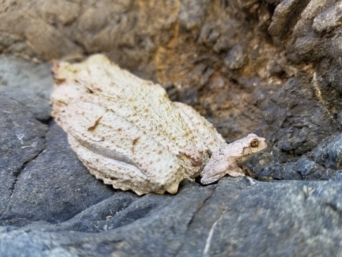Hispaniola Treefrog, Osteopilus vastus