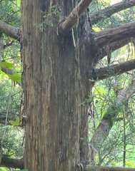 Juniperus virginiana