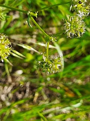 Valerianella uncinata
