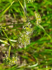 Valerianella uncinata
