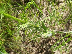 Valerianella uncinata
