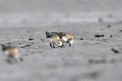 Calidris pygmaea