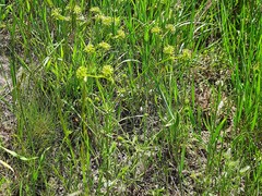 Valerianella uncinata