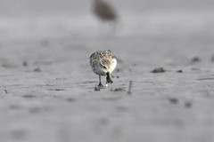 Calidris pygmaea