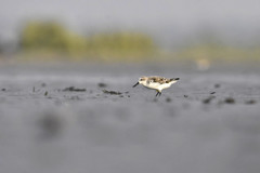 Calidris pygmaea