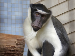 Diana Monkey photo 2