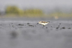 Calidris pygmaea
