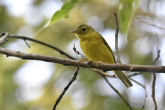 Phylloscopus burkii