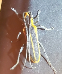 Saperda lateralis