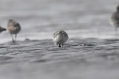 Calidris pygmaea