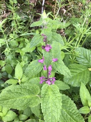 Stachys mexicana