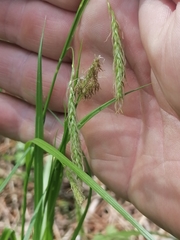 Carex arnellii