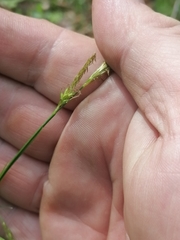 Carex arnellii
