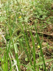 Carex arnellii