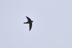 Aerodramus brevirostris