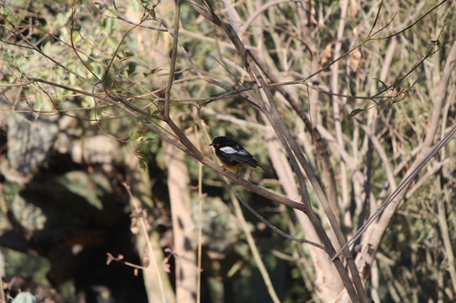 Black-backed Oriole (Icterus abeillei), photo 9