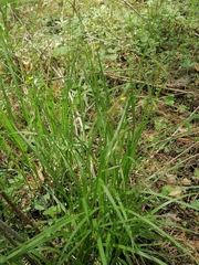 Carex arnellii