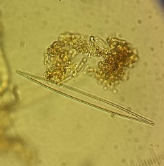 Iconella cataractarum