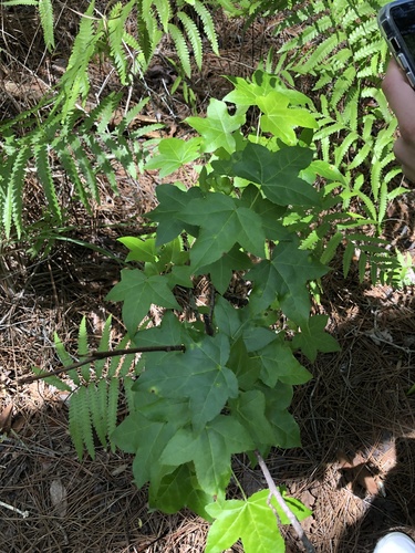 Altingiaceae image