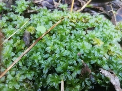 Rhodobryum umbraculum