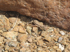 Mesalina adramitana