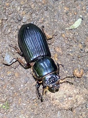 Coleoptera