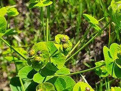 Euphorbia iberica
