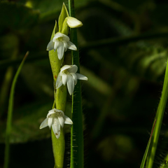 Habenaria heyneana