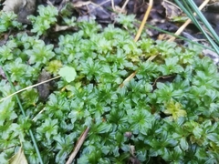 Rhodobryum umbraculum