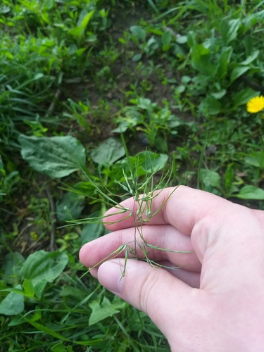 Наблюдение на iNaturalist