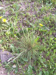 Festuca valesiaca