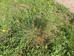 Festuca valesiaca