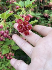 Enkianthus